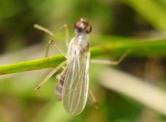 Neria commutata