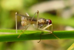 Neria commutata
