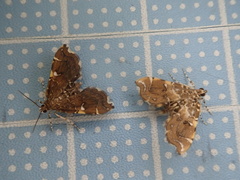 Musotima dryopterisivora