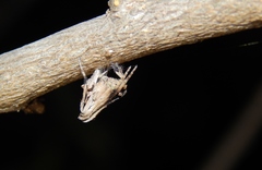 Cyphalonotus larvatus