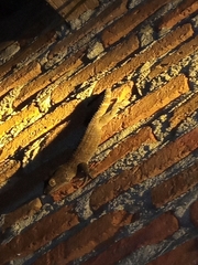 Gekko gecko