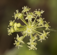 Hydrocotyle poeppigii