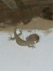 Gekko gecko