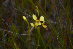 Diuris setacea
