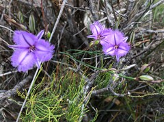 Thysanotus racemoides