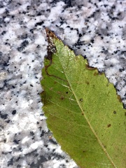 Stigmella multispicata