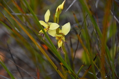 Diuris setacea
