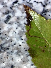 Stigmella multispicata