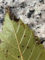 Stigmella multispicata
