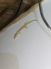 Gekko gecko