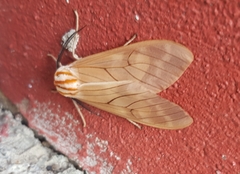 Amastus aconia rumina