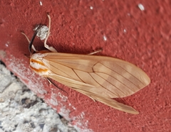 Amastus aconia rumina