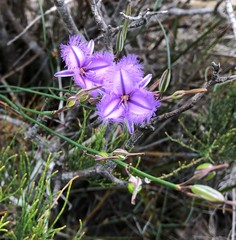 Thysanotus racemoides