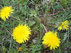Taraxacum officinale