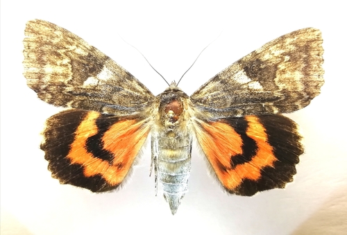 Red Underwing