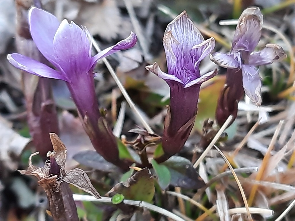 Gentianella caucasea