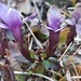 Gentianella caucasea - Photo (c) mallaliev, some rights reserved (CC BY-NC), uploaded by mallaliev