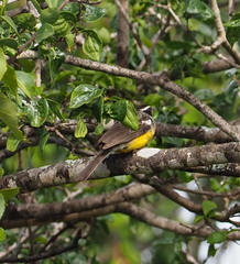 Emberiza cabanisi