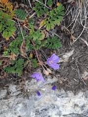 Erodium fumarioides
