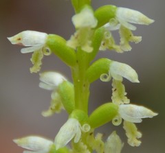 Microtis alba