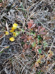 Potentilla crantzii