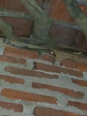 Gekko gecko