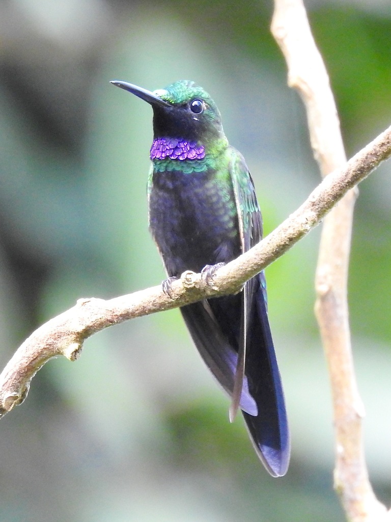 Black-throated Brilliant