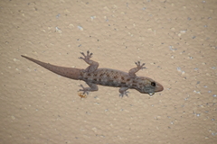 Hemidactylus brookii