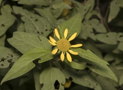 Leptocarpha rivularis