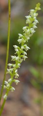 Microtis alba