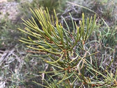 Hakea vittata