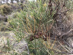 Allocasuarina pusilla