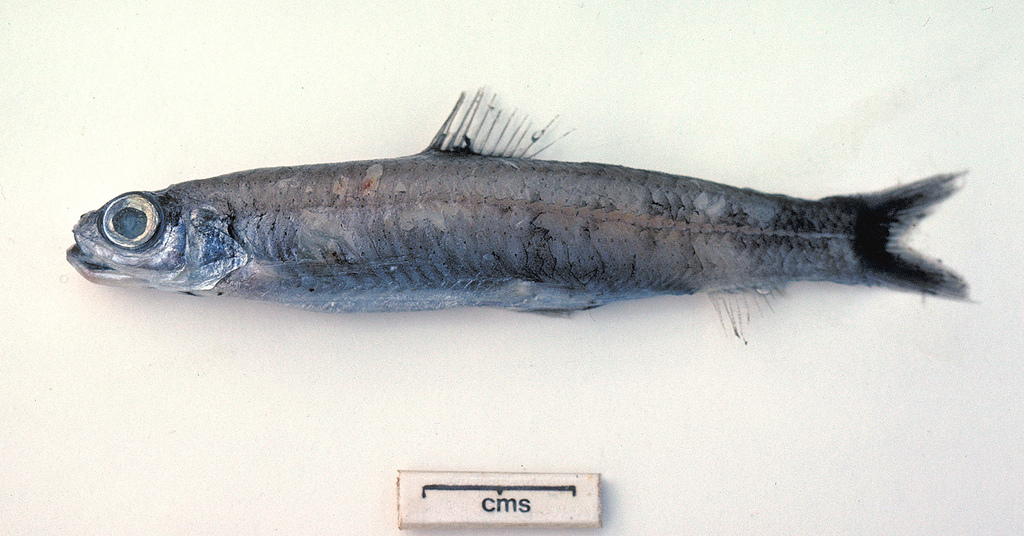 Bathylagichthys kobylianskyi