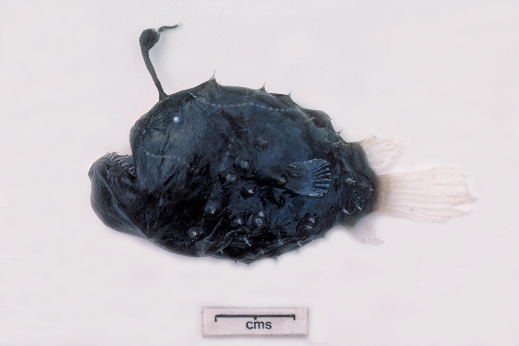 Prickly Footballfish