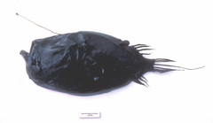Cryptopsaras couesii