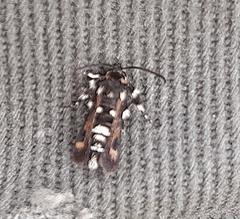 Homogyna xanthophora