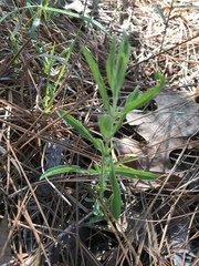 Eupatorium glaucescens