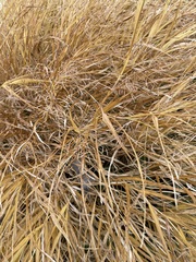 Oryza
