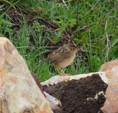 Cisticola ayresii