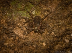 Stephanopis carcinoides