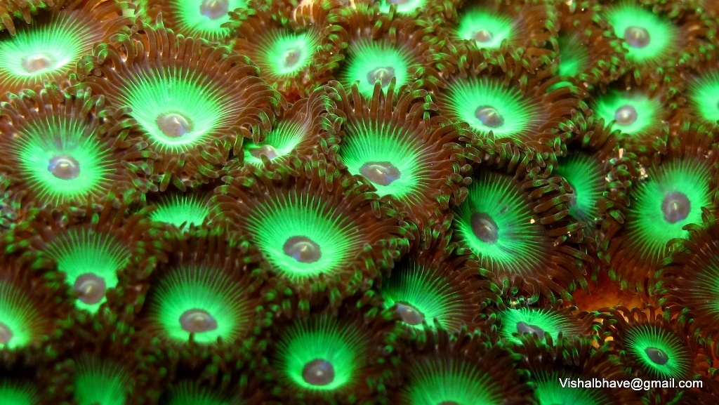 Zoanthidae
