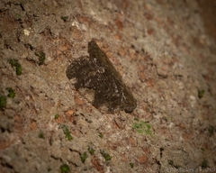 Aprivesa exuta