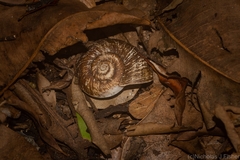 Pedinogyra rotabilis