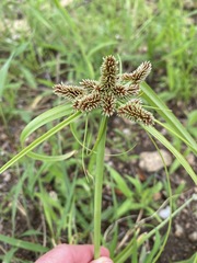 Cyperus cyperoides