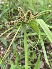Cyperus cyperoides
