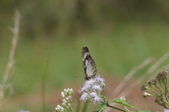 Hypolimnas anthedon anthedon