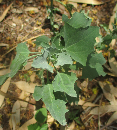 Chenopodium album image