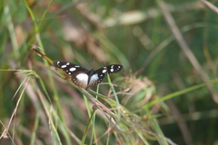 Hypolimnas anthedon anthedon