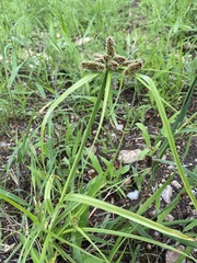 Cyperus cyperoides