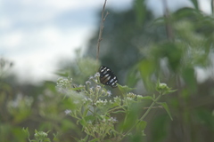 Hypolimnas anthedon anthedon